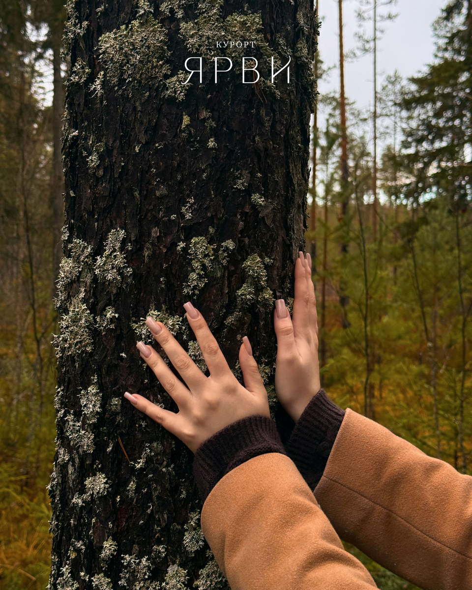 Природа на Тропе Ярви (ноябрь).