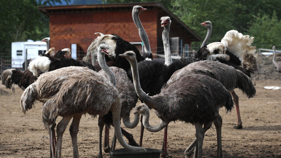     Более 300 страусов забили из-за вспышки птичьего гриппа в Канаде www.globallookpress.com/Aaron Hemens/Keystone Press Agency