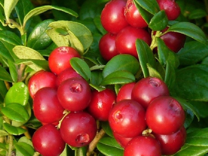 Фото: брусника Корал