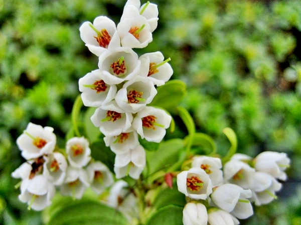 Фото: цветение брусники