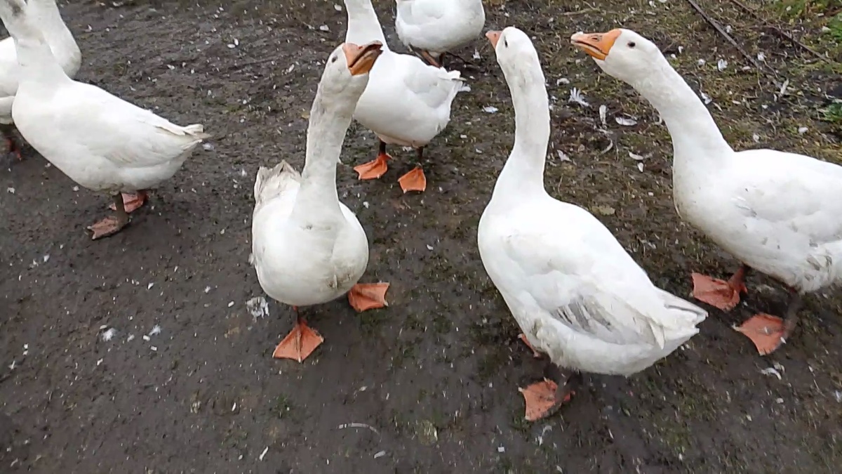Наши гуси 