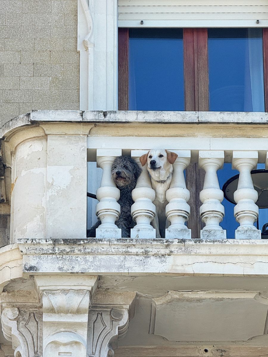 Собаки негодуэ! 