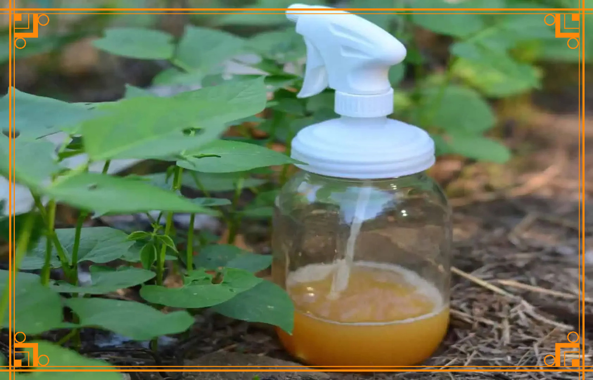 Фото из интернета. мыльный раствор для растений