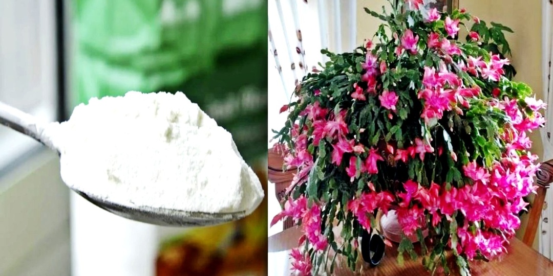 Чтобы декабрист зацвел пышной шапкой подсыпаю немного этого порошка в корни растений!