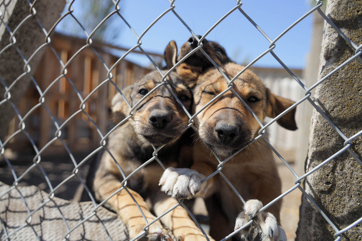   Фото: ТРК «Таврия»