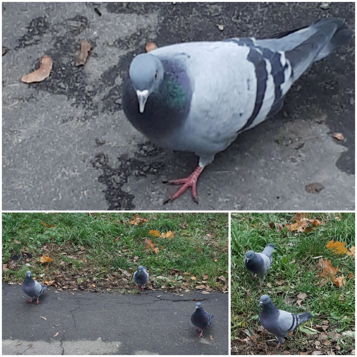 Коллаж автора 08.11.2025г.