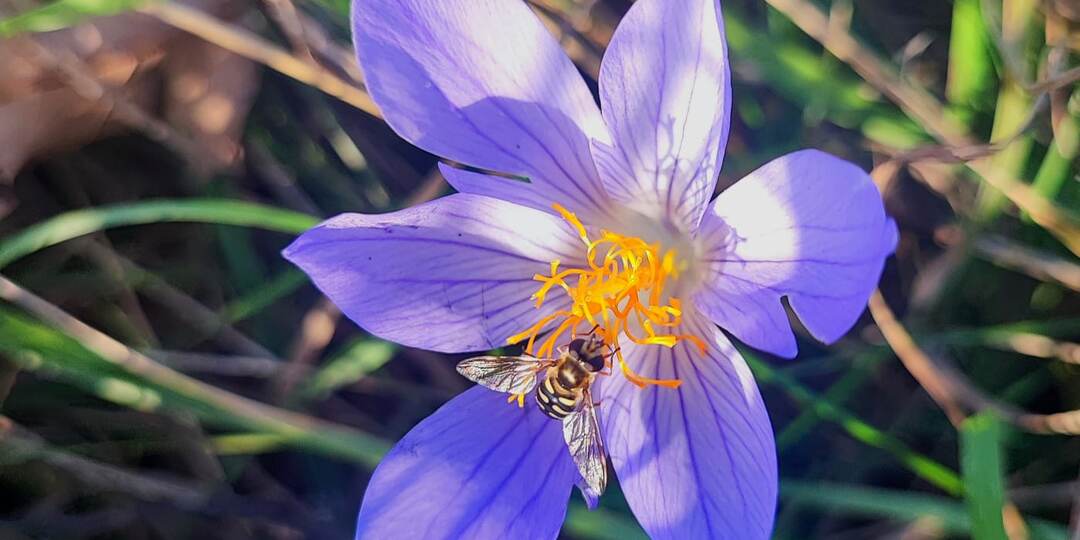 На автомобиле на гору Собер-Баш