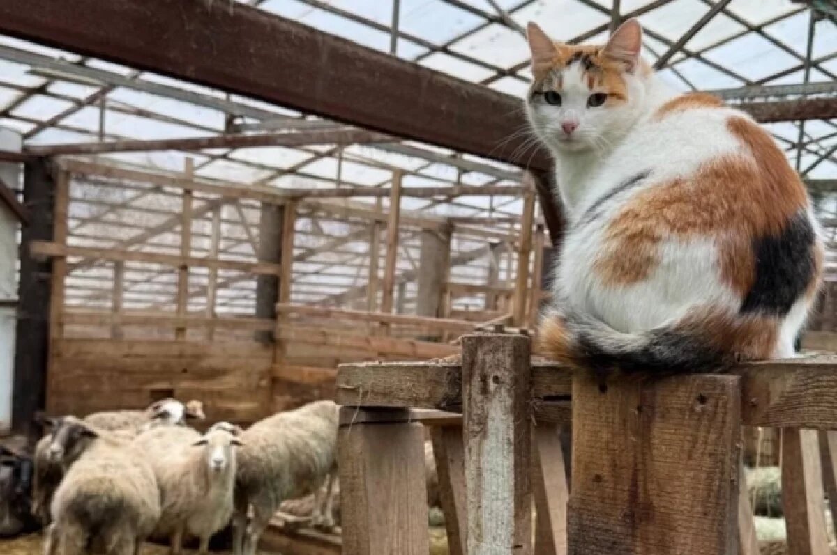    Спикер ЗС Люлин показал своих четвероногих помощников на ферме