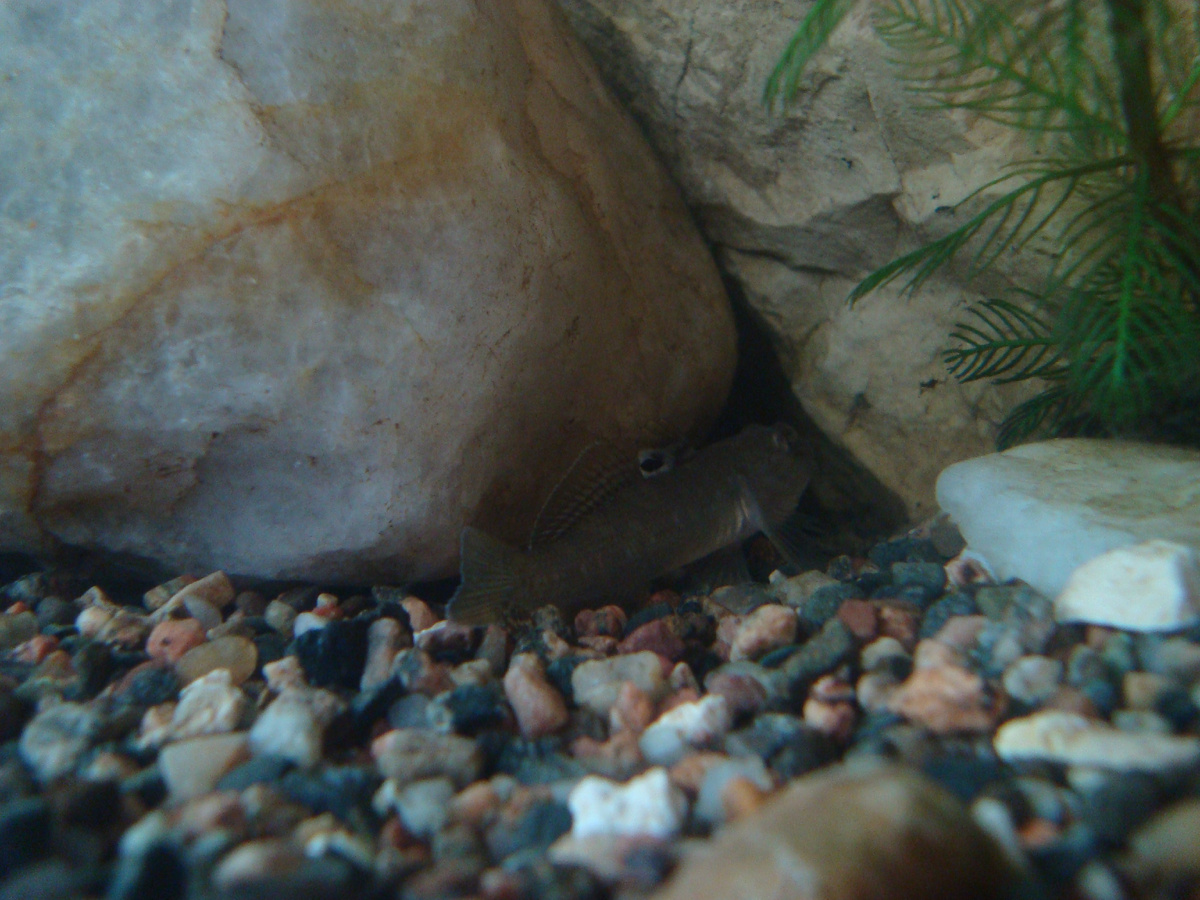 Щель между камнями - любимое укрытие