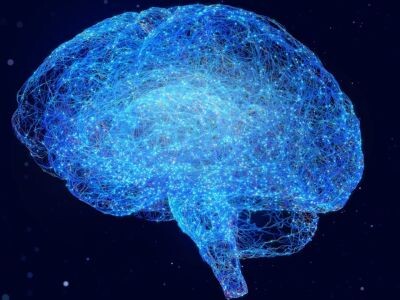    Учёные раскрыли логику работы мозга с помощью «отпечатков связей»