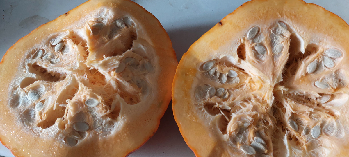 Не стала оставлять ни одного семечка