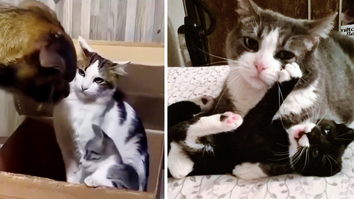 От ежедневной защиты, до самопожертвования. ЕЩЕ фото --->>