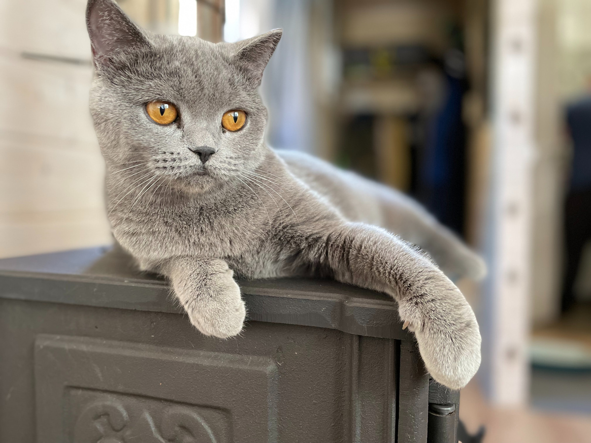 Ну какая грация