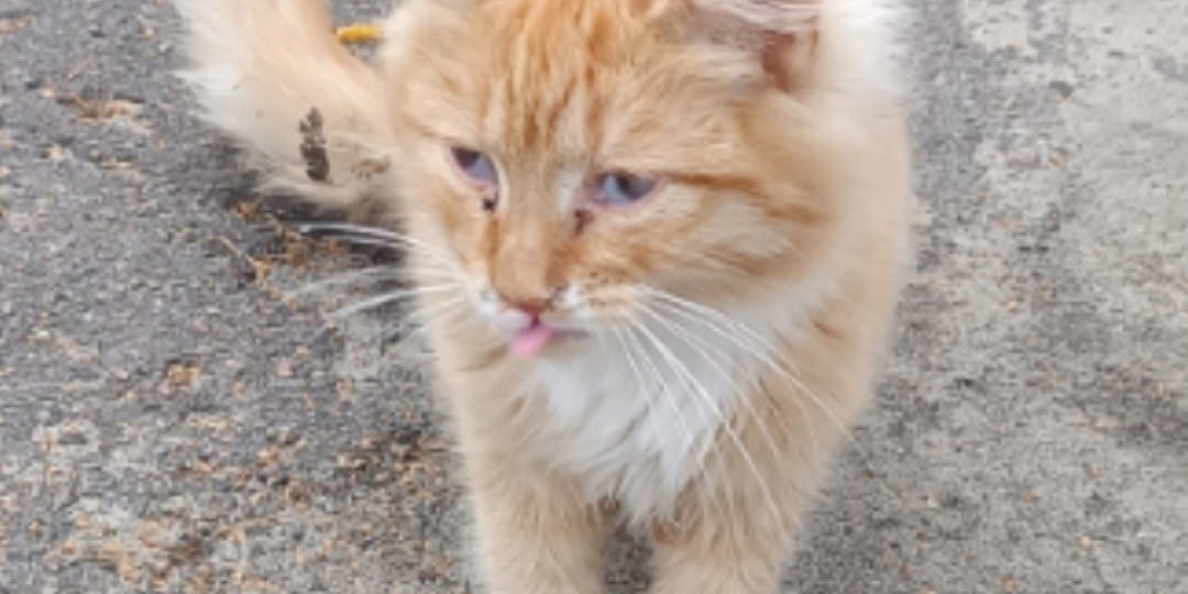 Зооволонтеры из группы "Альфа" просят помочь и поддержать это рыжее чудо