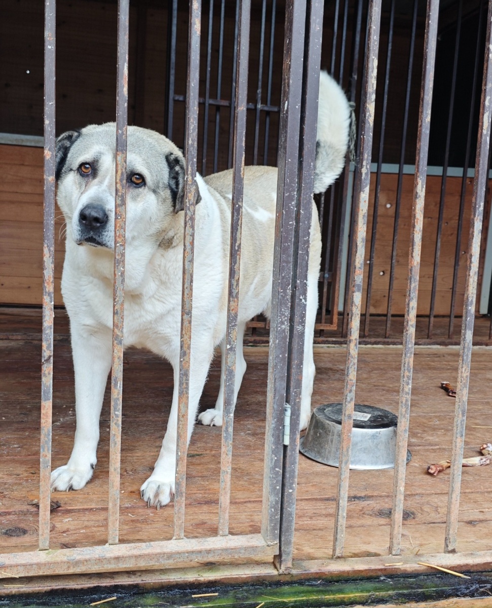 Бэлла. Собачка, спасенная из Якутского концлагеря 