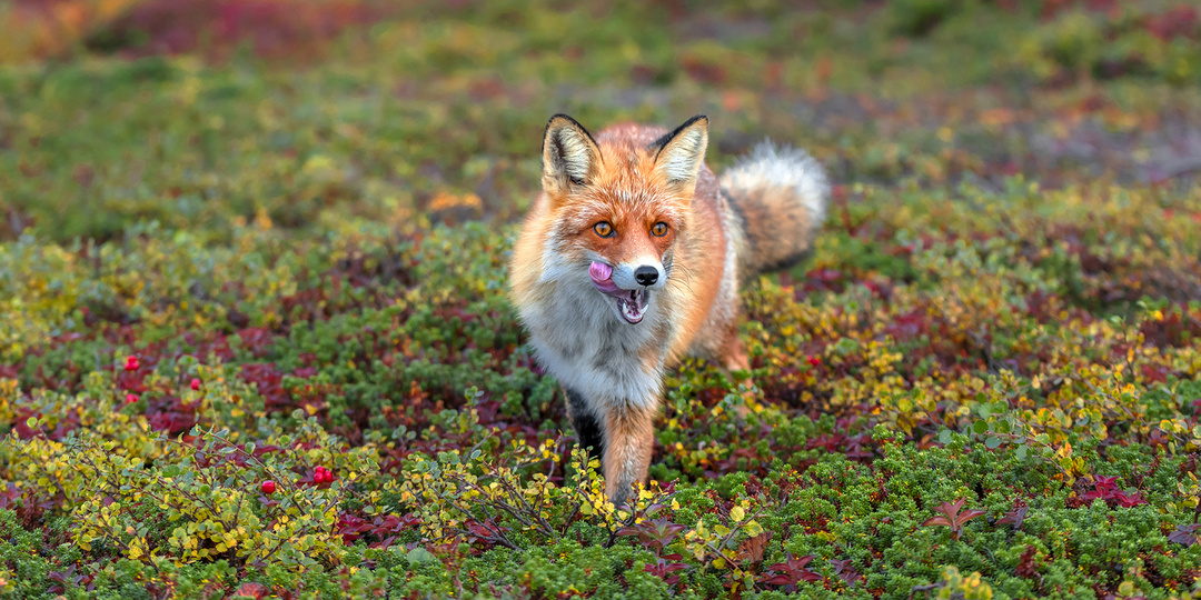 Осенний фото отчет.Портреты лисички,птиц и белочек,немного Северного Сияния и пейзажей Кольского полуострова.