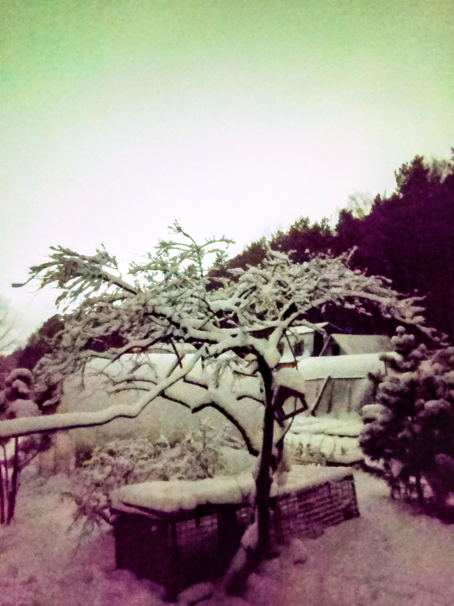 Уже по сумеркам фотографировала 