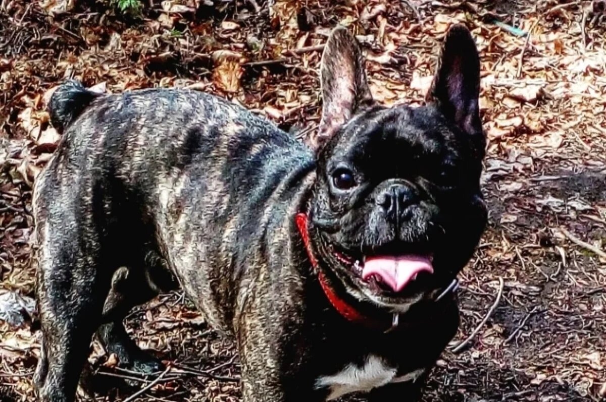    Французский бульдог из Петербурга установила рекорд, родив 12 щенков