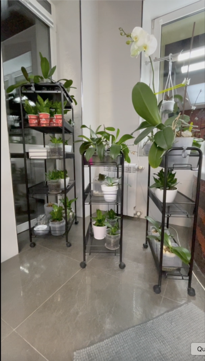 Этажерки "Ладья" от завода ЗМИ. Орхидеи С Еленой Кузнецовой