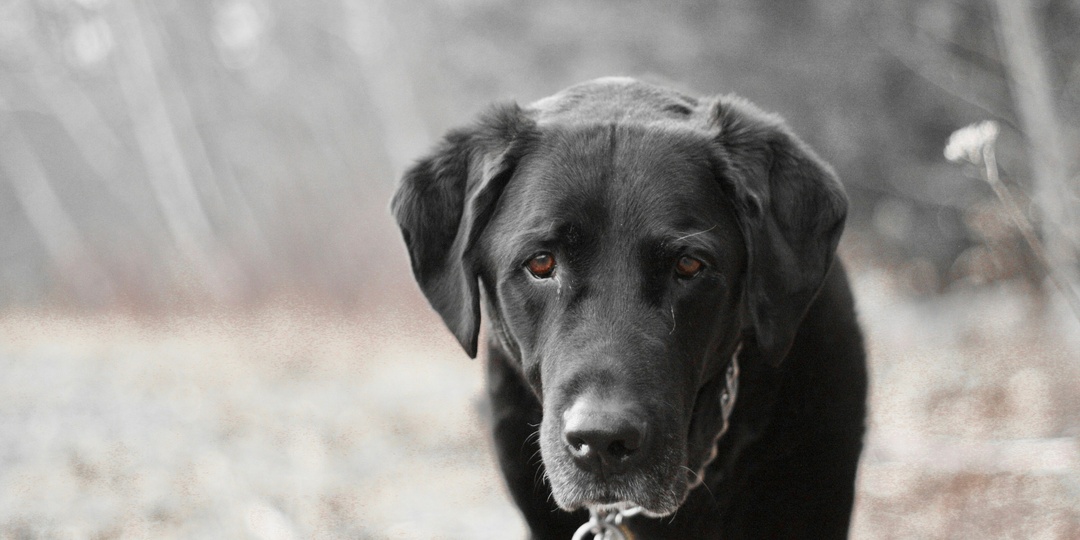 Оставили умирать…