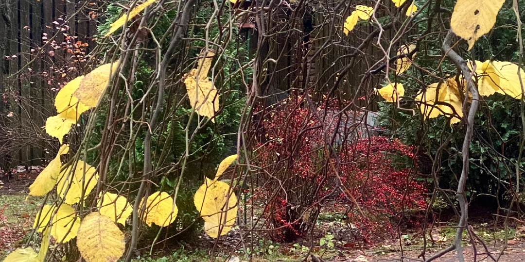 Природа чувствует приближение холодов. 08.11.2025. Северо-восток Ленинградской области