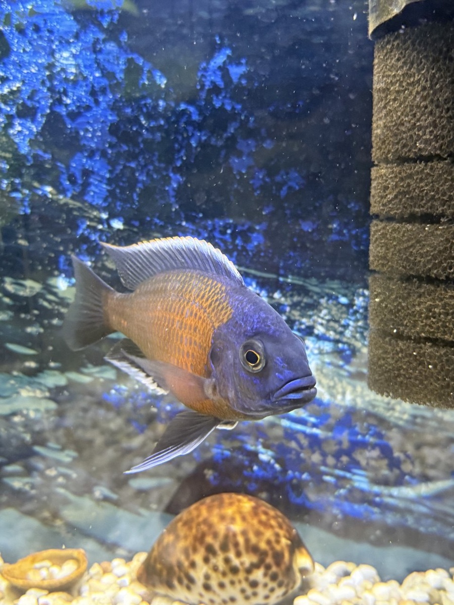 Герой-любовник