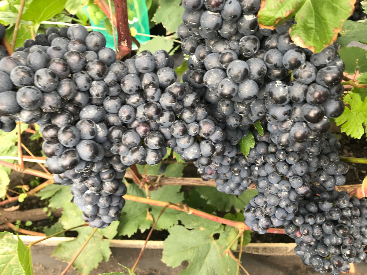 ЧБЗ Памяти Домбковской 13 августа 2025 г. 