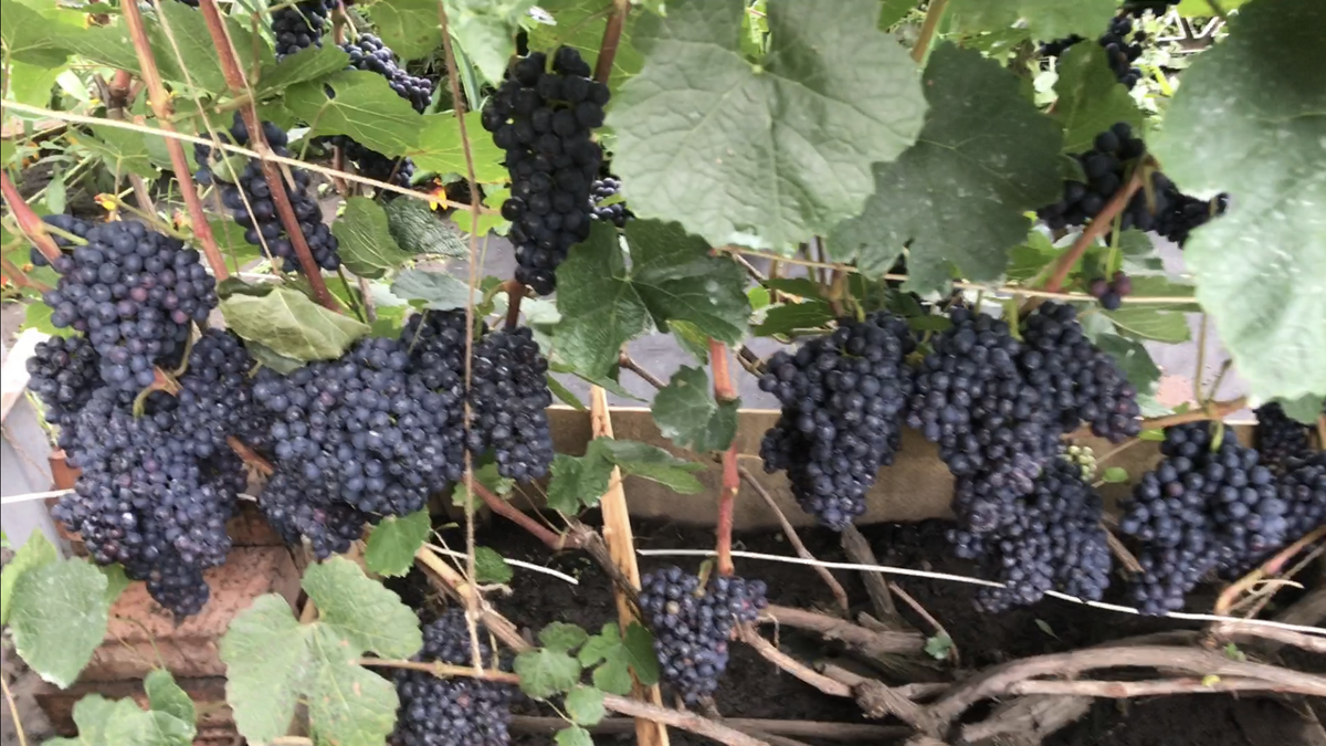 Фото из видео 10 августа 2025 г. 