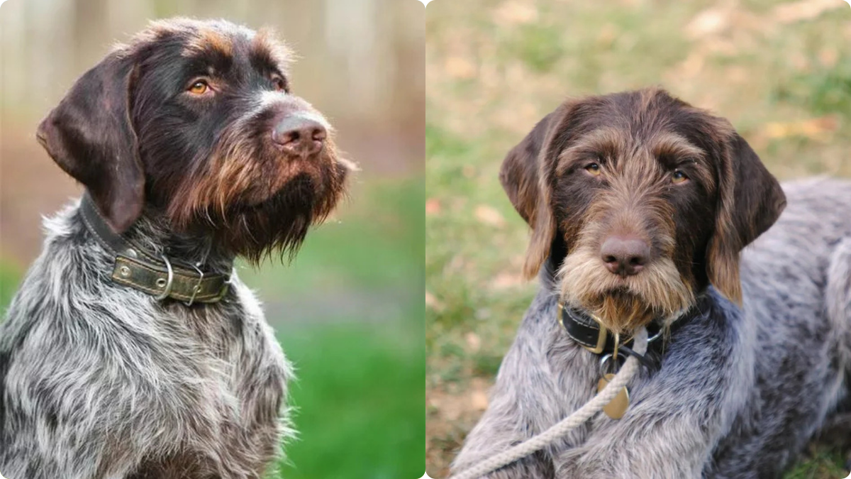 10 интересных фактов о породе собак Дратхаар