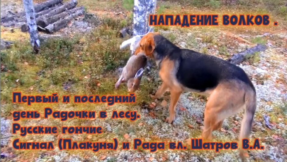 РУССКАЯ ГОНЧАЯ Рада ( от  Сигнала и Говоруша вл.Шатров В.А. ( 05.01.16г погибла под волками в 11 мес.)