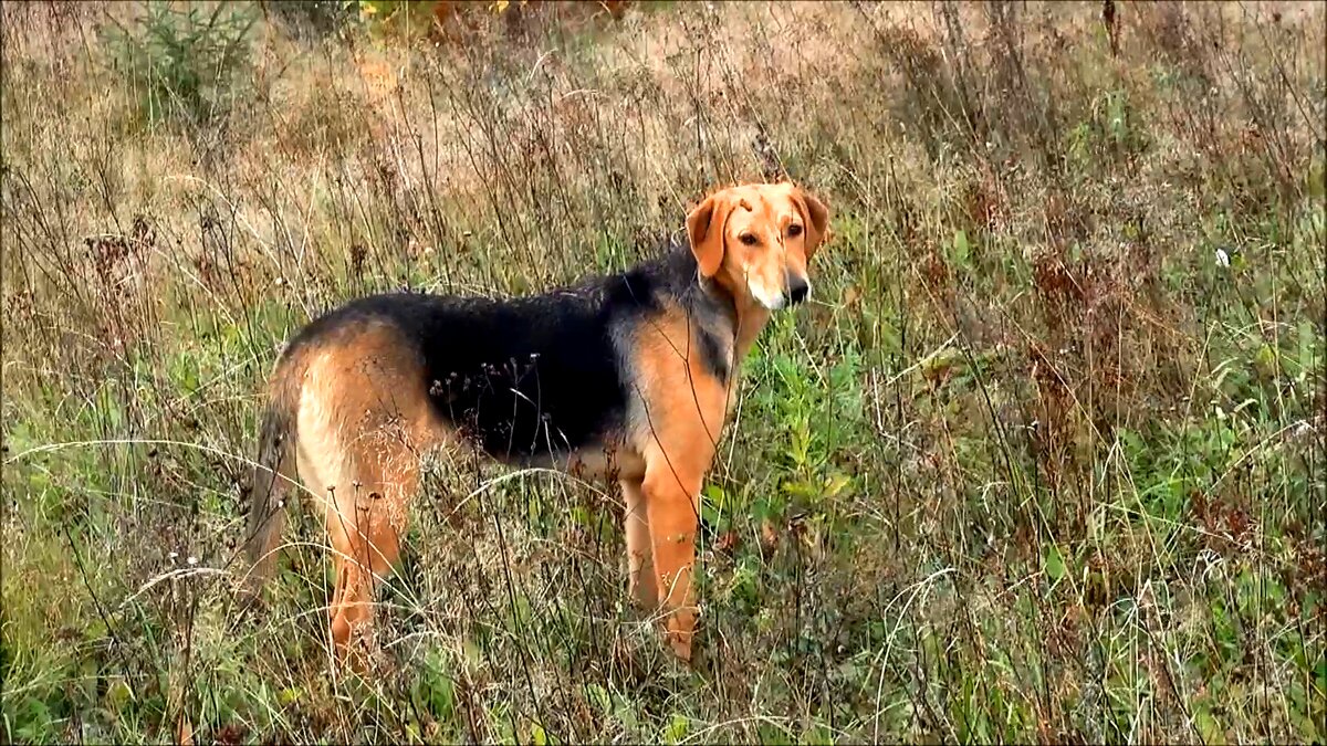 РУССКАЯ ГОНЧАЯ Рада ( от  Сигнала и Говоруша вл.Шатров В.А. ( 05.01.16г погибла под волками в 11 мес.)