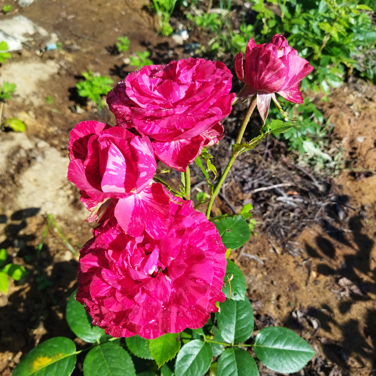 Бриджит бордо