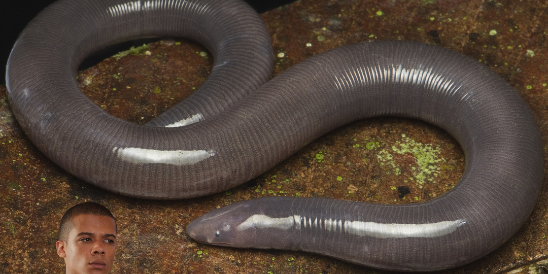 Серая червяга названа в честь Серого Червя