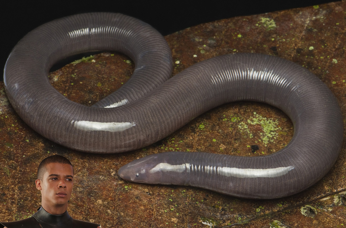 Самка серого рыбозмея (Ichthyophis griseivermis) и Серый Червь, командир Безупречных из «Игры престолов».