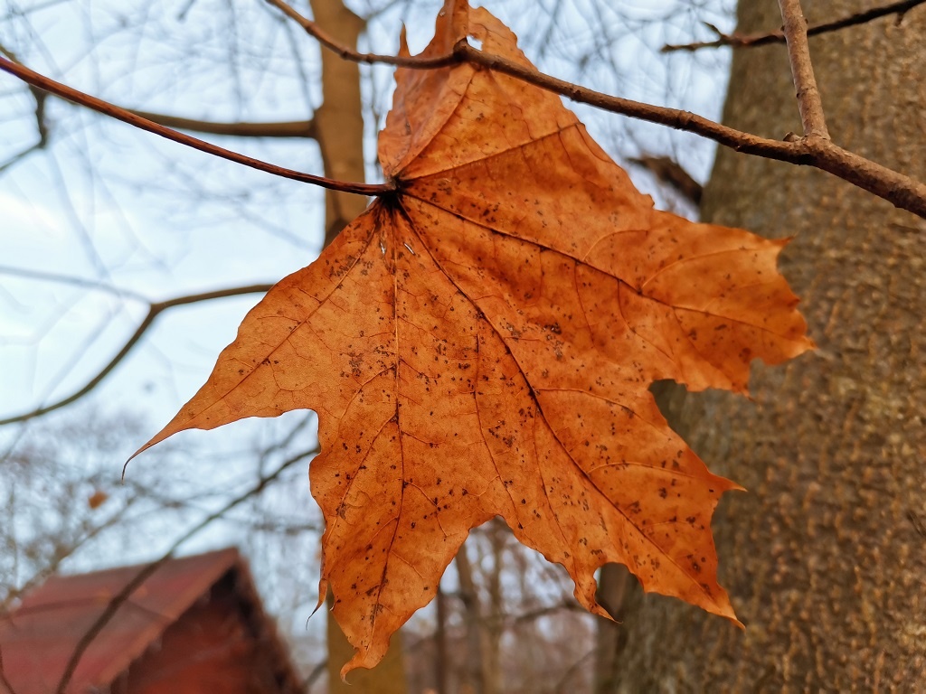 Последние листья на ветках...