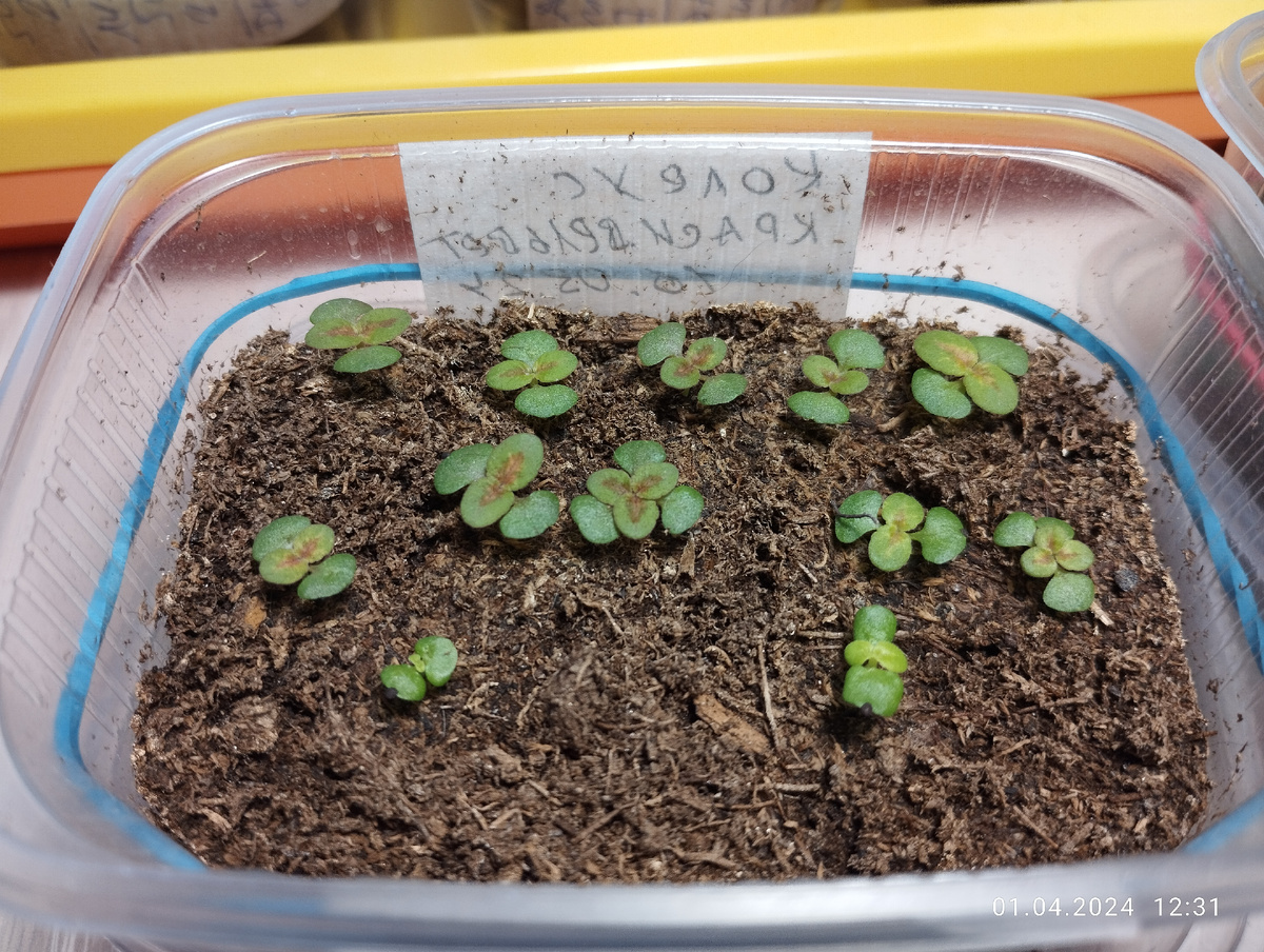 Всходы колеусов Коралловый восход и Голден