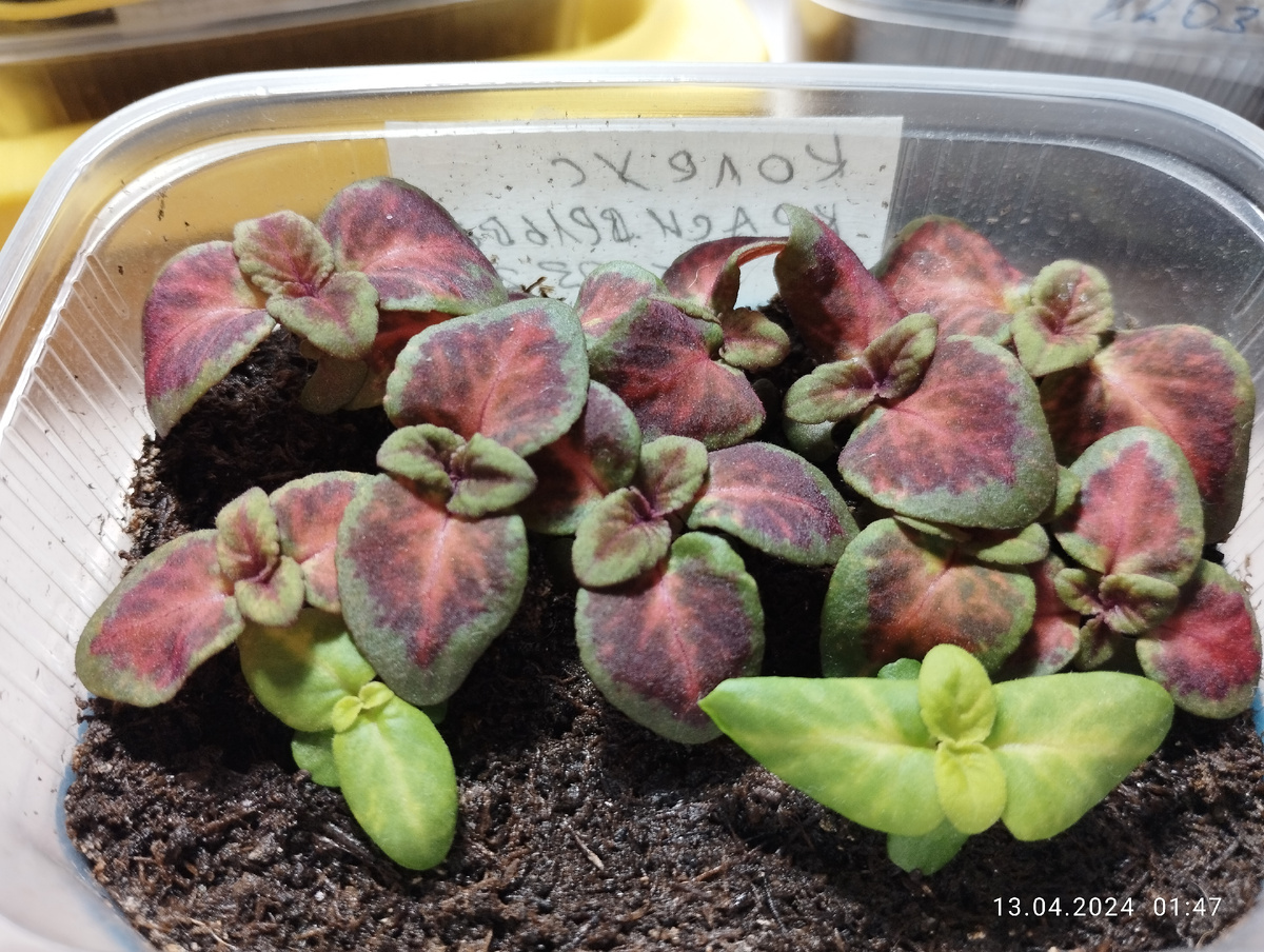 Всходы колеусов Коралловый восход и Голден