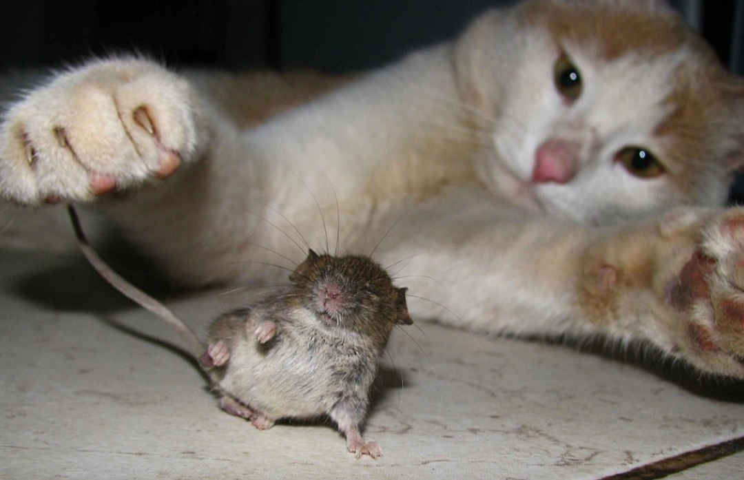 Фото из интернета