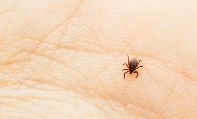    фото: © Столица на Онего