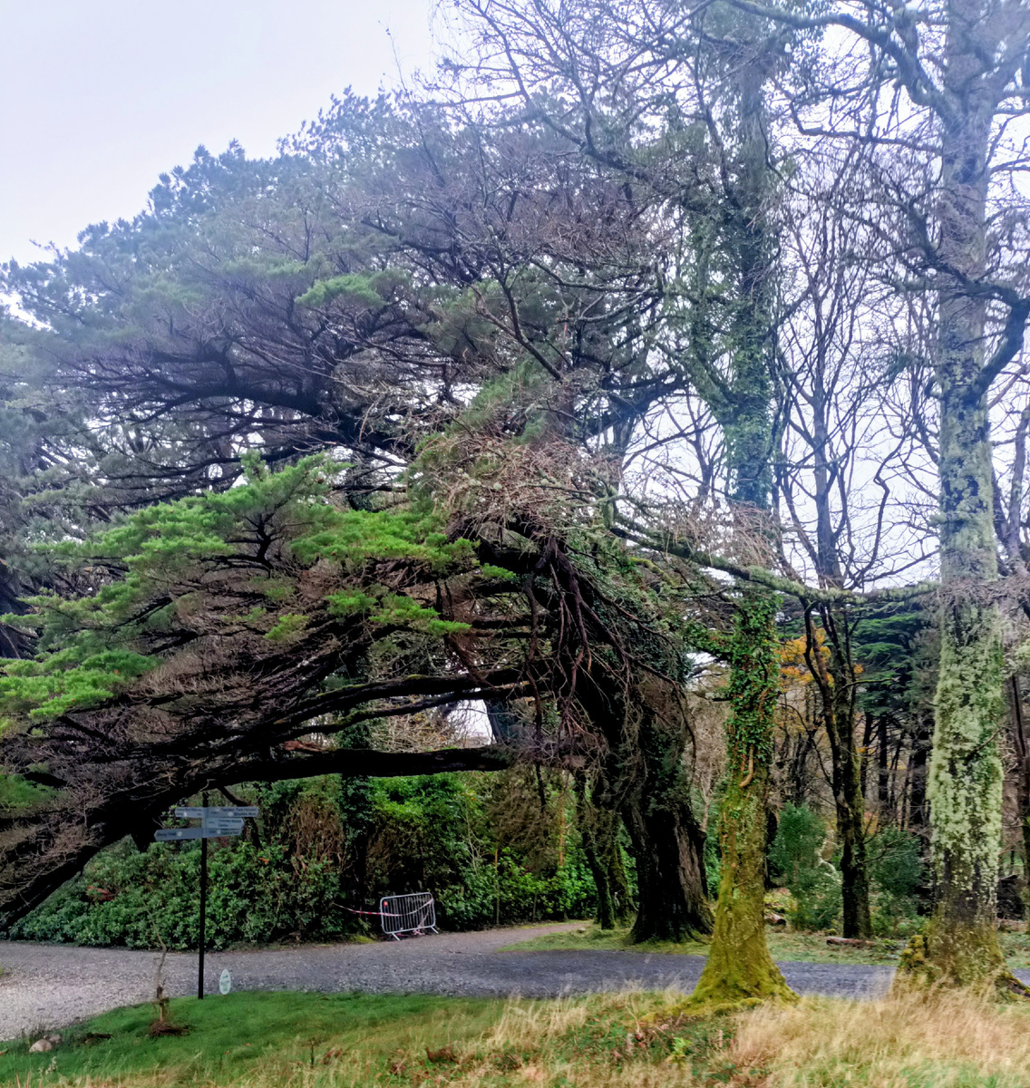 Фантастический пейзаж викторианского сада усадьбы - аббатства Kylemore.Графство Galway. Ирландия. Фото автора 