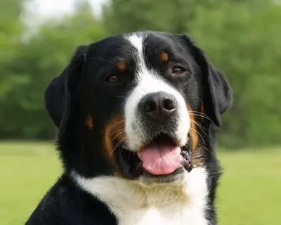 Яндекс картинки.