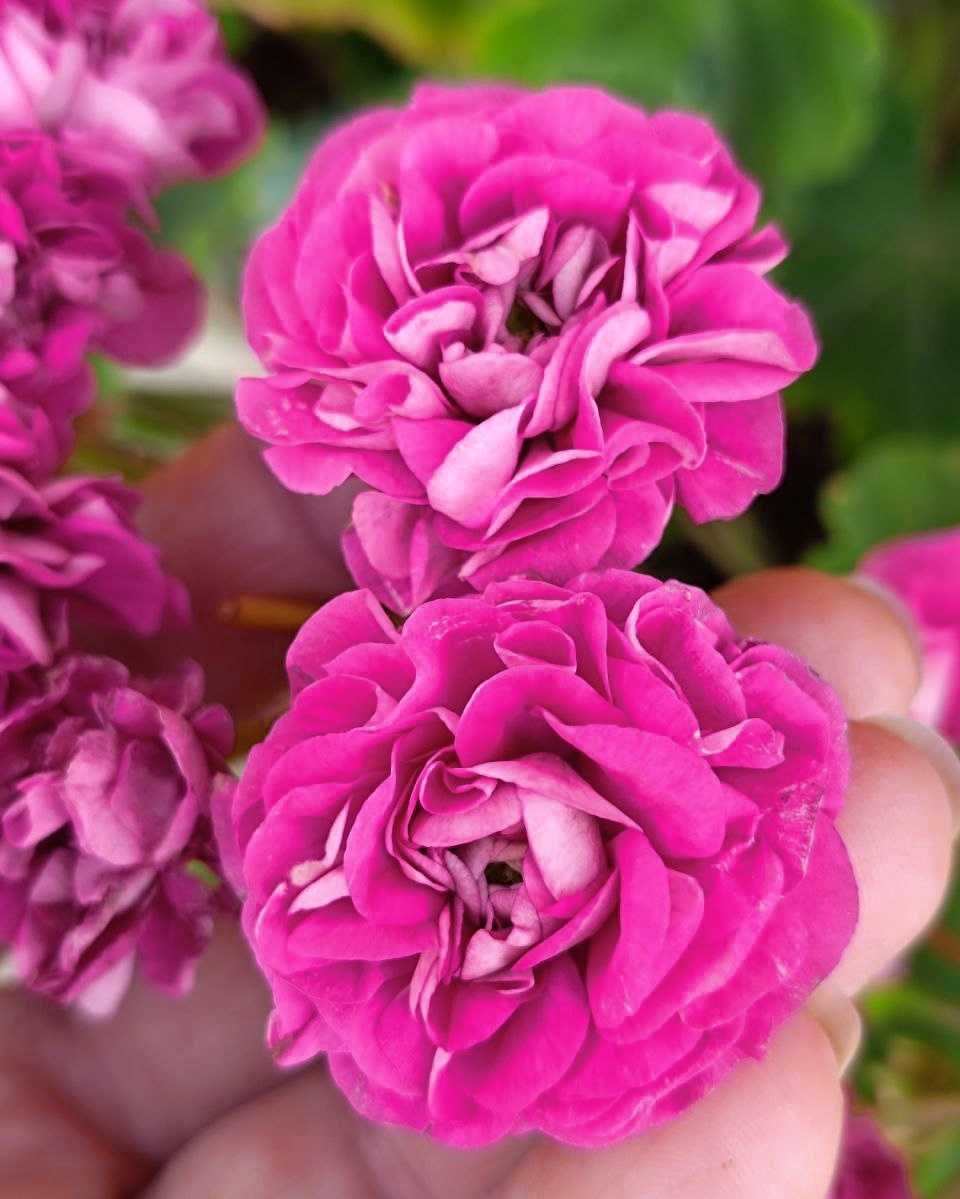 СиМ Флоренция прибыла из Краснодара уже в посылке.  Она быстро пришла в себя после пересылки