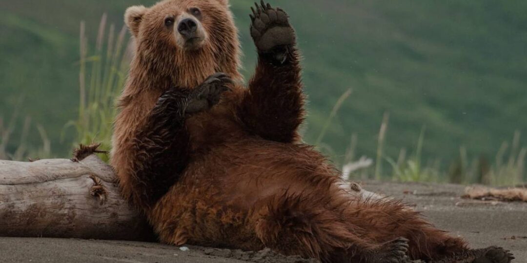 Бывает ли похмел у медведя. Егерь рассказал, как медведь в тайге нашел бродивший улей и буянил