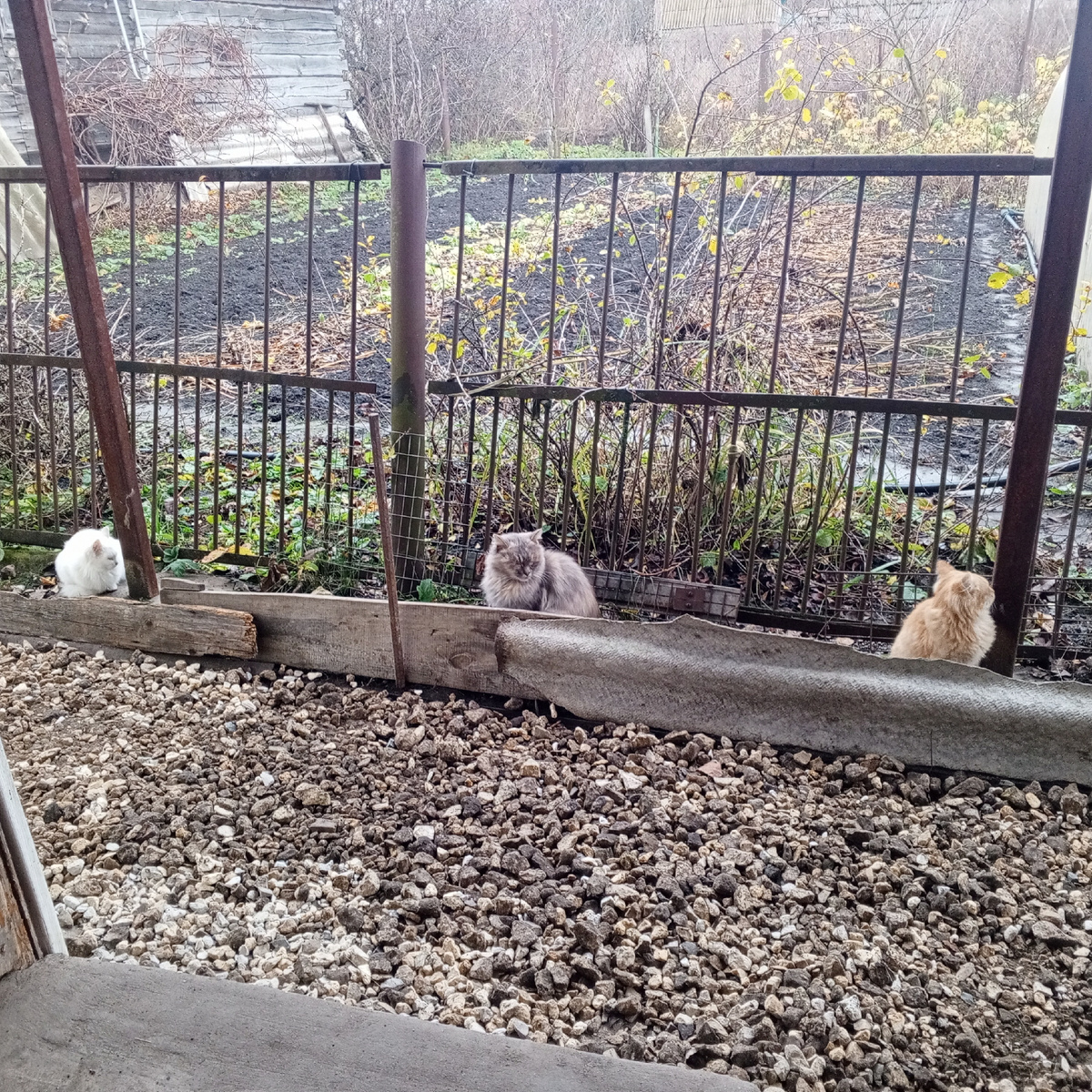 Личное фото автора. Слева направо: Снежана, Масяня, Рыжик. Соблюдают личное пространство.