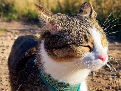    Битва за трон. YouTube-блогер превратил сражения с котом в серию спидранов [ВИДЕО]