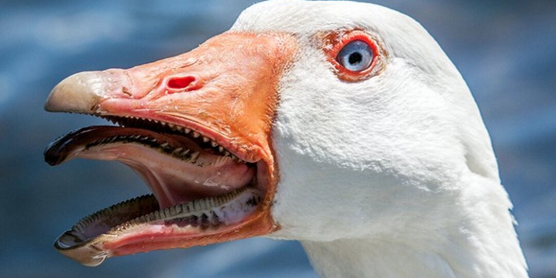 Почему гуси такие злые, и как их используют вместо сторожевых собак