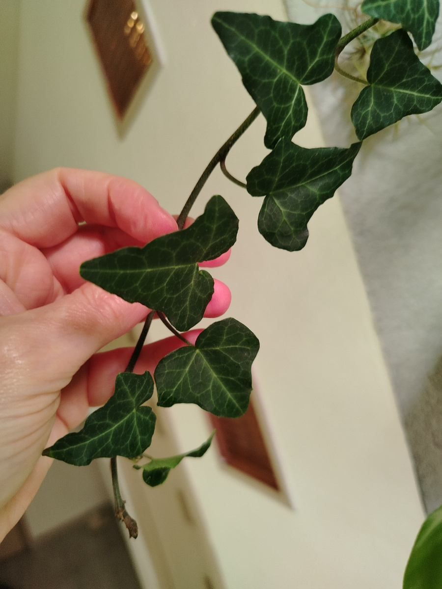 Мой плющ на фитостене