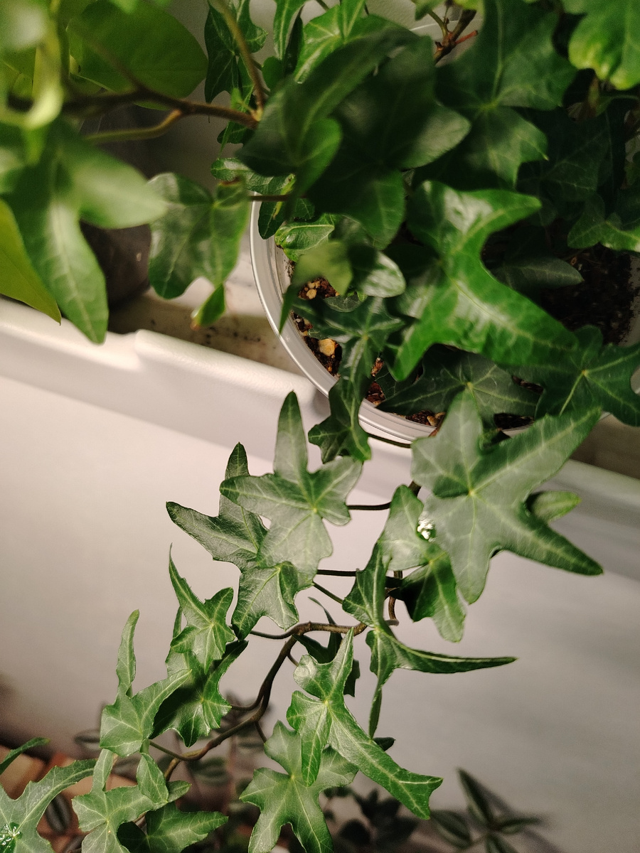 Плющ из фитостены