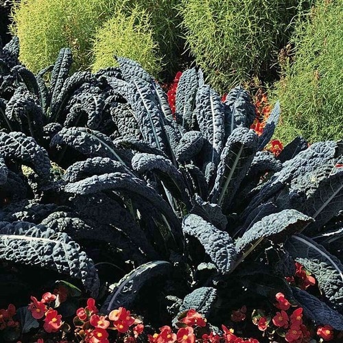 Капуста Кале, сорт "Ночи Тосканы". Фото из интернета