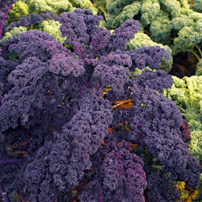 Фото из интернета. Капуста Кале